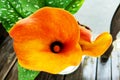 Close up of delicate orange calla lily Royalty Free Stock Photo