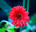 Close up of delicate orange Daisy flower