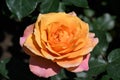 Close up of a delicate orange pink rose flower in a garden in a sunny summer day, top view Royalty Free Stock Photo