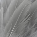 Close-up of delicate, overlapping grey feathers, displaying intricate barbs and a soft texture. The Royalty Free Stock Photo