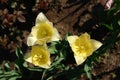 A close up of delicate pale yellow tulips of the `World Friendship` variety Royalty Free Stock Photo