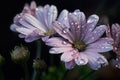 close-up of delicate pastel flowers with dew drops on their petals Royalty Free Stock Photo