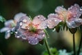close-up of delicate pastel flowers with dew drops on their petals Royalty Free Stock Photo
