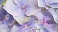 Close-up of delicate petals of light blue hydrangea, selective focus. Beautiful natural banner of fragile flowers. Garden shrubs, Royalty Free Stock Photo