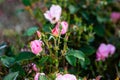 Close up of delicate pink flowers and lots of buds