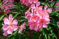 Close up of delicate pink flowers of Nerium oleander and green leaves in a exotic garden in a sunny summer day, beautiful outdoor Royalty Free Stock Photo