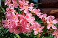 Close up of delicate pink flowers of Nerium oleander and green leaves in a exotic garden in a sunny summer day, beautiful outdoor Royalty Free Stock Photo