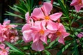 Close up of delicate pink flowers of Nerium oleander and green leaves in a exotic garden in a sunny summer day, beautiful outdoor Royalty Free Stock Photo