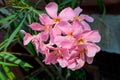 Close up of delicate pink flowers of Nerium oleander and green leaves in a exotic garden in a sunny summer day, beautiful outdoor Royalty Free Stock Photo