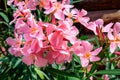 Close up of delicate pink flowers of Nerium oleander and green leaves in a exotic garden in a sunny summer day, beautiful outdoor Royalty Free Stock Photo