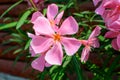 Close up of delicate pink flowers of Nerium oleander and green leaves in a exotic garden in a sunny summer day, beautiful outdoor Royalty Free Stock Photo