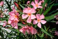 Close up of delicate pink flowers of Nerium oleander and green leaves in a exotic garden in a sunny summer day, beautiful outdoor Royalty Free Stock Photo