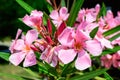 Close up of delicate pink flowers of Nerium oleander and green leaves in a exotic garden in a sunny summer day, beautiful outdoor Royalty Free Stock Photo