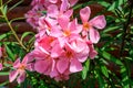 Close up of delicate pink flowers of Nerium oleander and green leaves in a exotic garden in a sunny summer day, beautiful outdoor Royalty Free Stock Photo