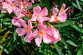 Close up of delicate pink flowers of Nerium oleander and green leaves in a exotic garden in a sunny summer day, beautiful outdoor Royalty Free Stock Photo