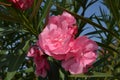 Close up of delicate pink flowers of Nerium oleander and green leaves in a exotic Italian garden in a sunny summer day, beautiful Royalty Free Stock Photo