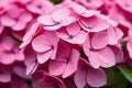 Close-up of delicate pink Hydrangea flowers in full bloom with raindrops on the petals Royalty Free Stock Photo