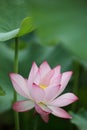 Close-up of a delicate pink lotus flower in full bloom Royalty Free Stock Photo