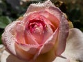 Close up of delicate pink rose with dew drops on petals early in the morning in bright sunlight. Detailed, round water droplets on Royalty Free Stock Photo