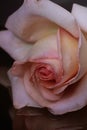 Close-up of A delicate pink rose flower on a black background