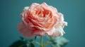 Close-up of a delicate pink rose with soft petals Royalty Free Stock Photo