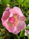 Close-up of a delicate pink rose with soft petals and a vibrant yellow center Royalty Free Stock Photo