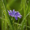 Close-Up of a Delicate Purple Crocus Flower with Dewdrops