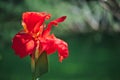 Close-up of a Delicate red Indian Shot flower Canna Indica in a South American garden.