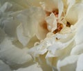 Close-up delicate rose petals as nature background Royalty Free Stock Photo