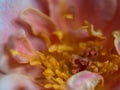 Close-up delicate rose pollens and petals as nature background