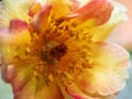 Close-up delicate rose pollens and petals as nature background Royalty Free Stock Photo