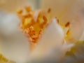 Close-up delicate rose pollens and petals as nature background Royalty Free Stock Photo