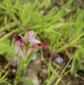 Close-up of the delicate serapias lingua orchid, showcasing its intricate patterns and colors against a soft, blurred background