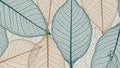 Delicate Skeletonized Leaves in Teal and Beige with Intricate Vein Patterns leaf veins Royalty Free Stock Photo