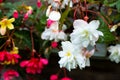 Close up of delicate small pink and white begonia flowers with fresh green leaves in a garden pot in a sunny summer day Royalty Free Stock Photo