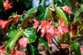 Close up of delicate small red begonia flowers with fresh green leaves in a pot in a garden in a sunny summer day, perennial flowe Royalty Free Stock Photo