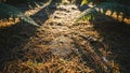 Spiderweb on Pine Needles with Ferns in Sunlight Royalty Free Stock Photo