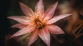 Close-up Of Delicate Starflower In Shades Of Pink And Peach