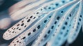 Close-up of delicate, translucent feather with intricate spotted pattern Royalty Free Stock Photo
