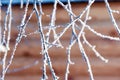 Close-up of delicate tree branches covered in frost crystals Royalty Free Stock Photo