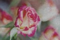 Close-up of Delicate vintage bouquet of pink roses. Grunge background all occasions, especially festive, selective focus