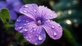 A close-up of a delicate violet blossom covered in dew droplets. AI Generative