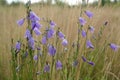 A close up of delicate violet-blue harebells (Campanula rotundifolia) in dew, selective focus. Wild bellflowers Royalty Free Stock Photo