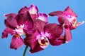 Close up of delicate vivid purple Phalaenopsis orchid flowers in full bloom isolated on light blue studio background Royalty Free Stock Photo