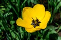 Close up of delicate vivid yellow tulip in full bloom in a sunny spring garden, beautiful outdoor floral background photographed Royalty Free Stock Photo