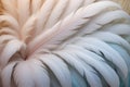 Close up of delicate white feathers in soft light Royalty Free Stock Photo
