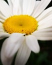 Daisy flower. Close-up of delicate white flower blossom with yellow center. Beautiful isolated daisy white flower. Royalty Free Stock Photo
