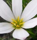 Close-up of delicate white flower bloom. Beautiful isolated white flower. Royalty Free Stock Photo