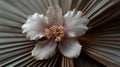 Close Up of Delicate White Flower on Brown Palm Leaf Royalty Free Stock Photo