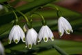 Close-up of delicate white flowers of a leucojum aestivum or summer snowflake Royalty Free Stock Photo